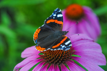 Fototapeta na wymiar Schmetterling Admiral trinkt von der Heilpflanze Sonnenhut