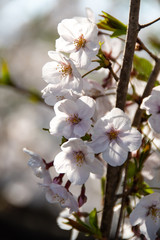 Cherry blossoms at Maizuru Park