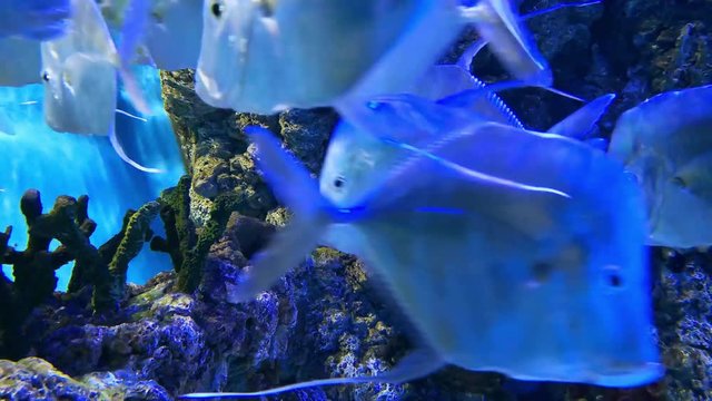 Underwater world, chromis viridis school of fish, hard coral reefs pectinia paeonia video. Corals and shoal of exotic fish on footage. Blue chromis species of damselfish swim near merulina ampliata