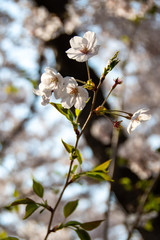 Cherry blossoms at Maizuru Park