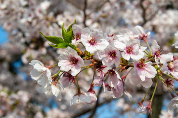 Cherry blossoms at Maizuru Park