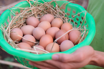 farmer hand holding basket of fresh raw chicken egg on straw