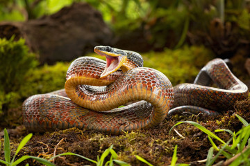 Puffing Snake - Phrynonax poecilonotus is a species of nonvenomous snake in the family Colubridae....