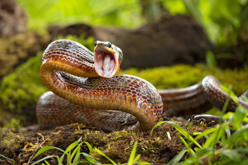 Puffing Snake - Phrynonax poecilonotus is a species of nonvenomous snake in the family Colubridae....