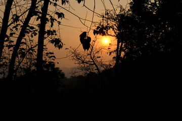 sunrise sunset sunlight with forest silhouette