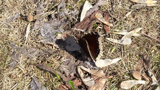 Butterfly Mourner-nymphalid family in early spring basking in the sun
