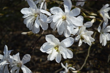 Closeup beautiful white flowers of Magnolia with blurred backgroung in spring garden