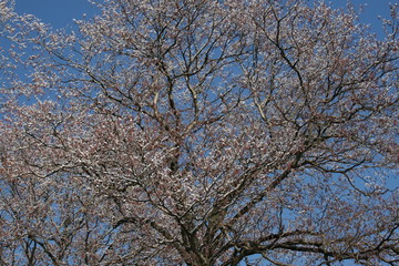 Winter Forest Winter Tale