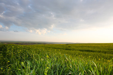 green wheat field and blue sky