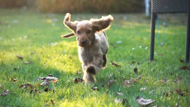 Happy dog running towards camera in the garden, super slow motion
