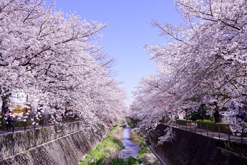 三沢川の桜並木(3)