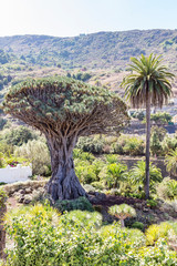 the world's largest dragon tree (El Drago Milenario) in Icod de los Vinos, Tenerife, Spain