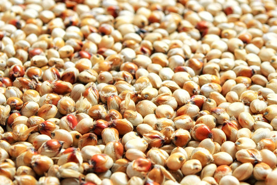 Background and texture of sugar sorghum. Side view. High-quality seeds of sugar sorghum in the form of texture. Can be used by seed producers to create seed packages in the background.