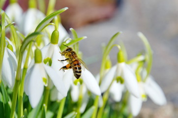 The bee on the snowdrop Voronov (lat.Galanthus woronowii) closeup