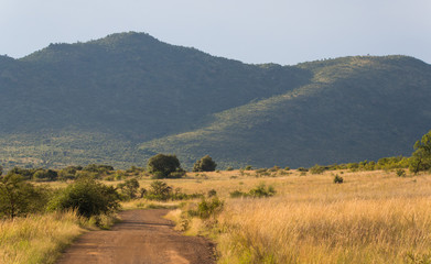 Obraz premium African savanna landscape sunset