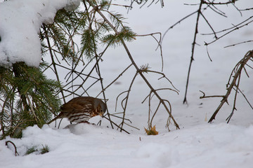 Close up view of a single fox sparrow underneath evergreen tree protection during a snow storm