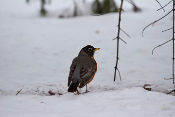 Close up view of an American robin songbird on snow covered ground looking away from camera