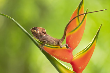 Smooth helmeted iguana sometimes also known as helmeted iguana, helmeted basilisk, elegant helmeted lizard,  (Corytophanes cristatus) is a species of New World lizard in the family Corytophanidae