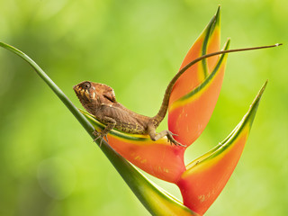 Smooth helmeted iguana sometimes also known as helmeted iguana, helmeted basilisk, elegant helmeted...