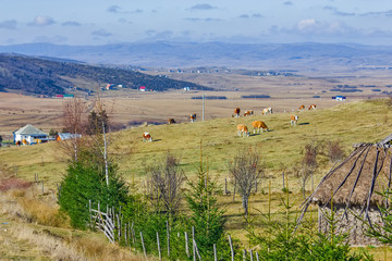Panoramic view of Pester plateau landscape in southwest Serbia
