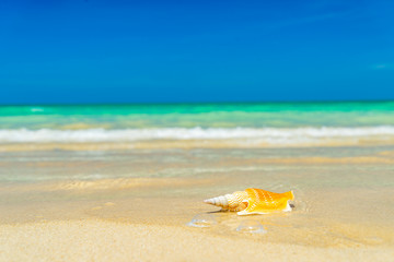 Seashell at the beach