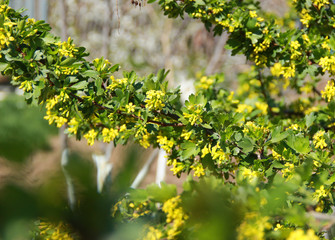 flowering currant bush in the garden