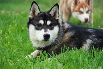 Huskies walking in nature