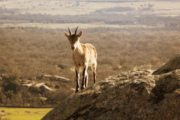 Wild goats on a stone in La Pedriza, Spain. Rural and mountain landscape in Sierra de Guadarrama National Park