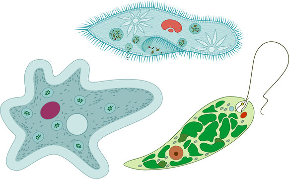 Set of unicellular organisms (protozoa): Paramecium caudatum, Amoeba proteus and Euglena viridis