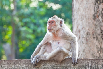 Portrait of young monkey be inattentive  and sitting at the concrete fence