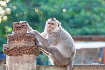 Portrait of young monkey be inattentive  and sitting at the concrete fence