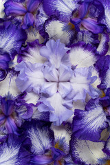 Obraz na płótnie Canvas iris flower backgrounds