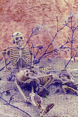 Still  life concept human body bone male and female sit on dry branches with old cobweb and flower of moke indicate love forever.