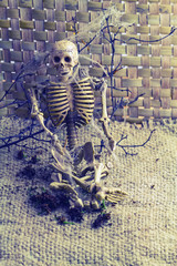 Still  life concept human body bone and  old cobweb on dry branches and flower of moke.