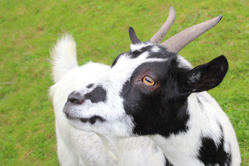 Hausziege / Domestic Goat / Capra aegagrus hircus