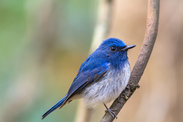 Beautiful male bird of Hainan Blue Flycatcher (Cyornis concreta) on branch in Doi inthanon Chiangmai. Thailand
