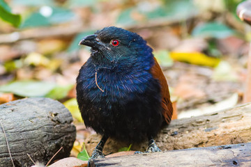 Beautiful bird greater coucal or crow pheasant (Centropus sinensis) drink water on branch in DoiInthanon Natural Park, Chiangmai ,Thailand