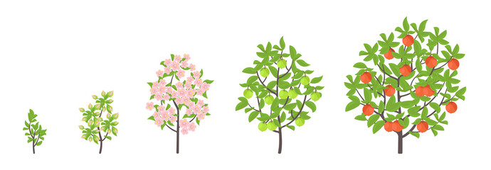 Apple tree growth stages. Vector illustration. Ripening period progression. Fruit tree life cycle animation plant seedling. Apple increase phases.