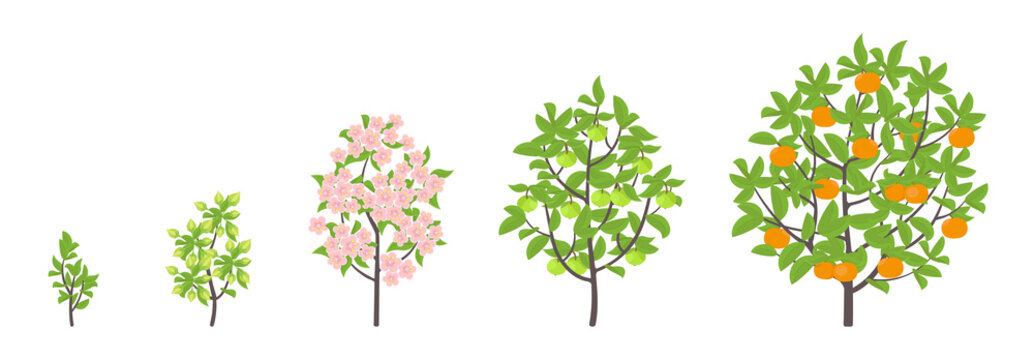 Mandarin tree growth stages. Vector illustration. Ripening period progression. Fruit tree life cycle animation plant seedling. Tangerine increase phases. Color Illustration clipart.