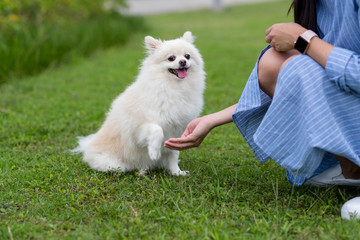 Woman feed cute white pomeranian in the park