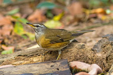 Beautiful bird Eyebrowed Thrush(Turdus obscures) drink water on branch in DoiInthanon Natural Park, Chiangmai ,Thailand