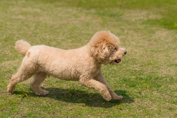 Dog poodle run in the park