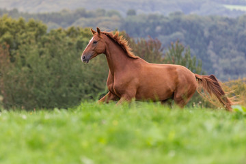 Wallach galoppiert auf einer grünen Weide, Warmblutpferd mit fliegender Mähne
