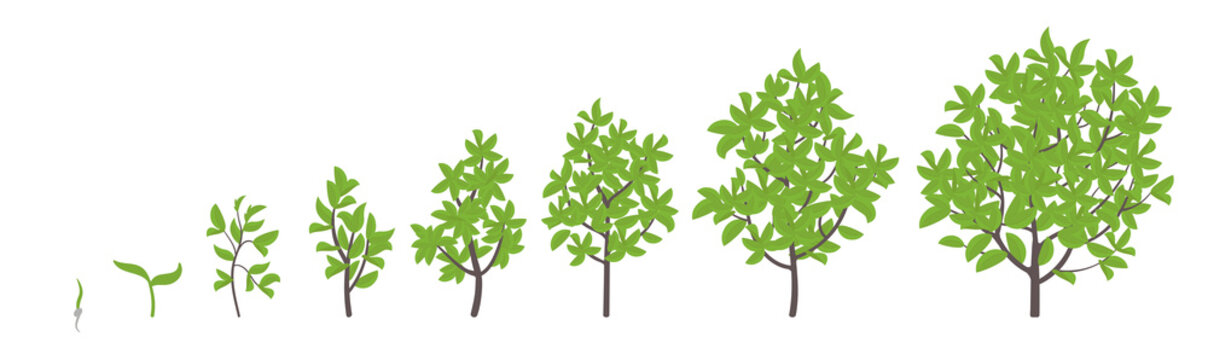 Growing Tree Animation Images – Browse 4,088 Stock Photos, Vectors, and Video | Adobe Stock Growing Tree Animation Images – Browse 4,088 Stock Photos, Vectors, and Video | Adobe Stock