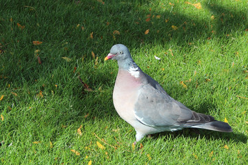 Taube / Dove / Columba