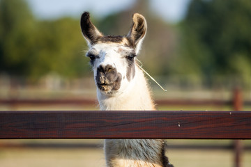 geflecktes Lama am Zaun schaut über den Holzzaun