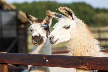 Lamapärchen
