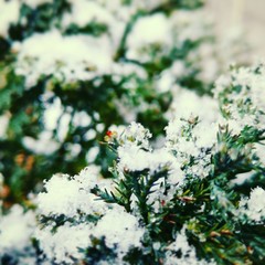 Frühling Schnee  Winter