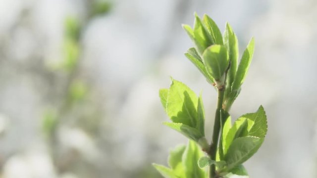 Close up picture of green tree buds against fresh grass