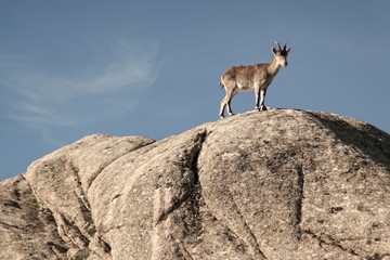 Wild goats on a stone in La Pedriza, Spain. Rural and mountain landscape in Sierra de Guadarrama National Park